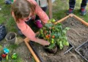 dziewczynka sadzi pomidory